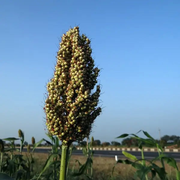 Sorghum