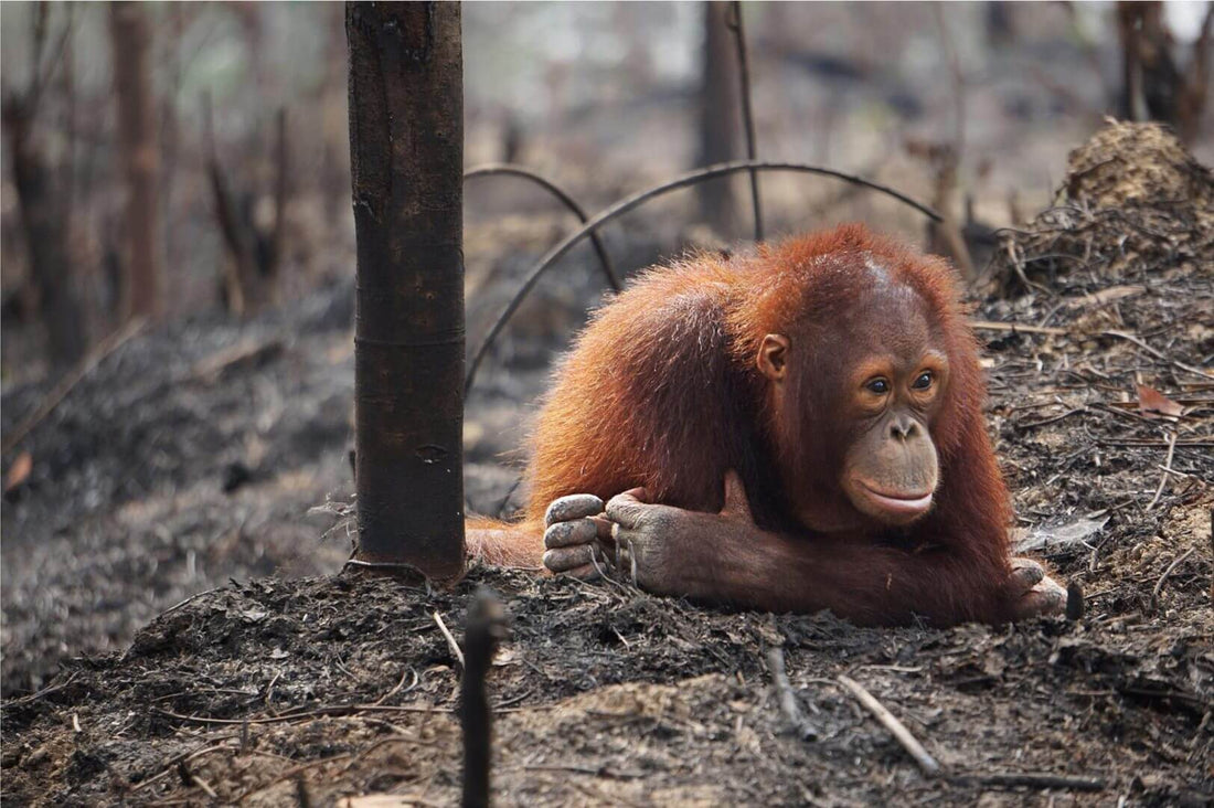Oil Palms and orangutan conservation