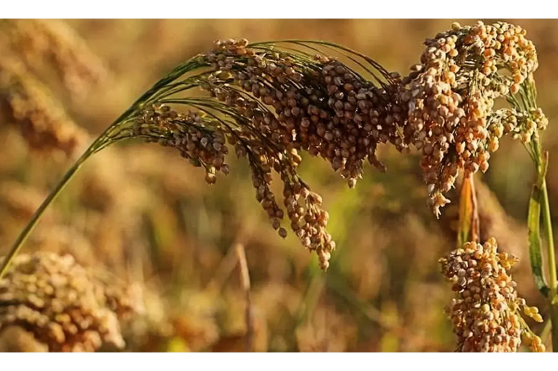 Millet Farming: A Low-Cost, Climate-Resilient Alternative to Traditional Crops