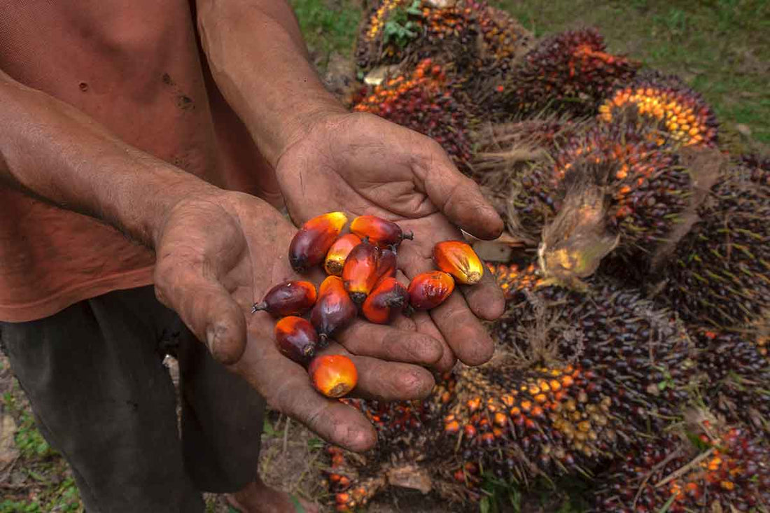 Why is Palm Oil bad for you