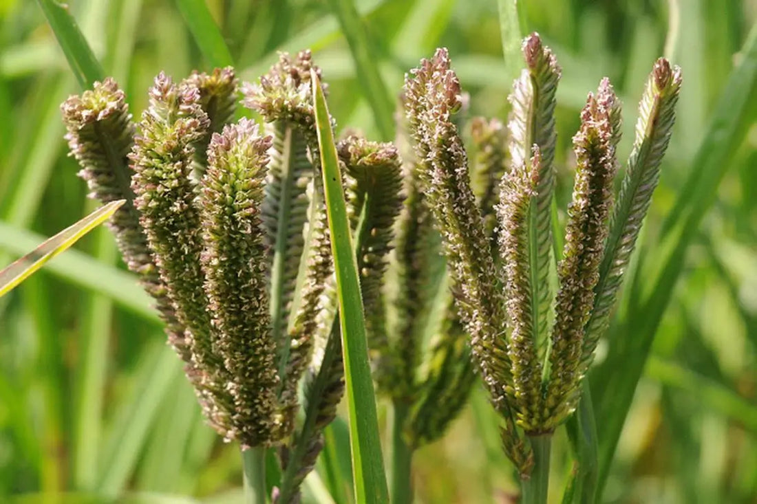 Millets are a Climate Resilient Crop