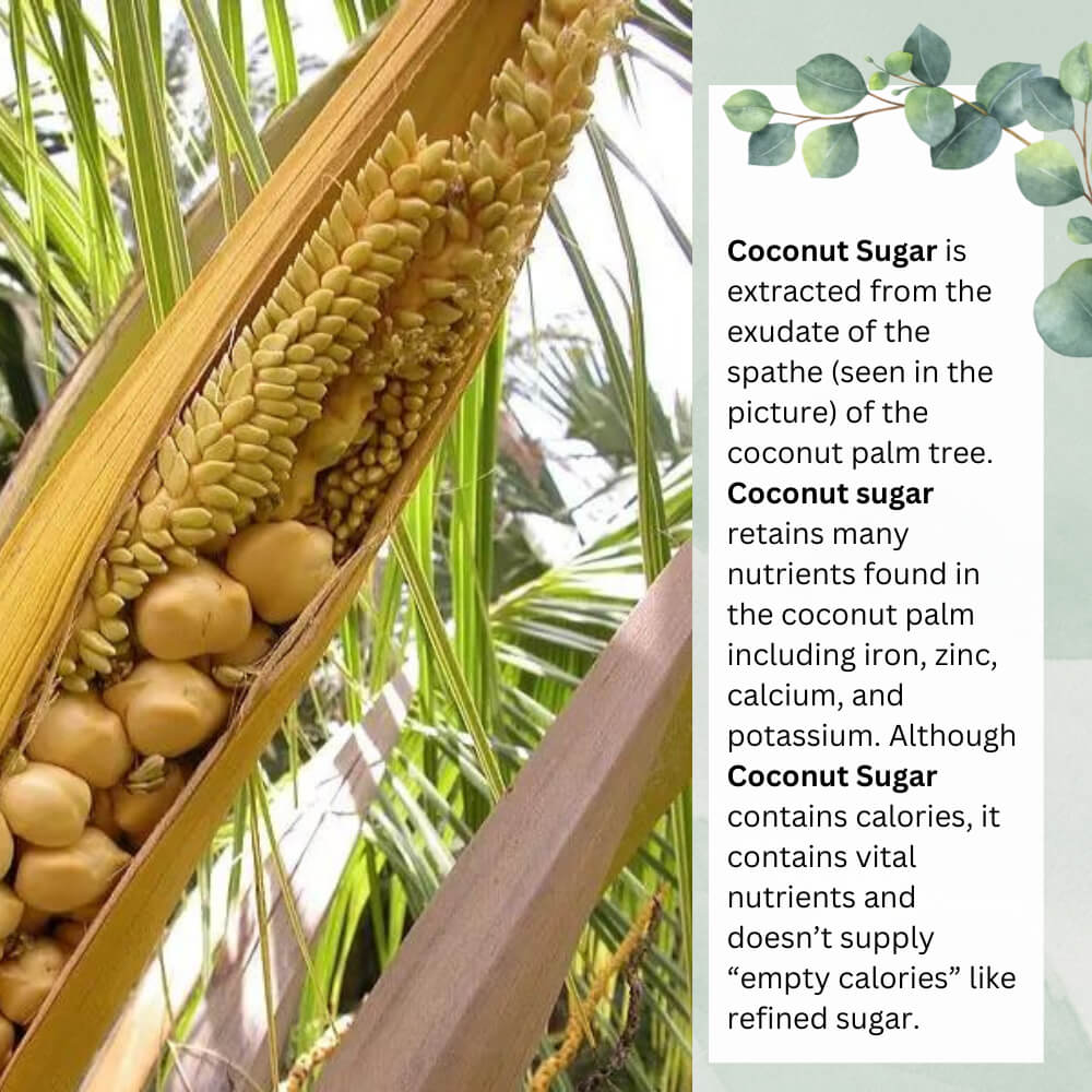 Coconut palm with coconuts and text about coconut sugar